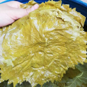 Weinblätter - Yaprak Sarma