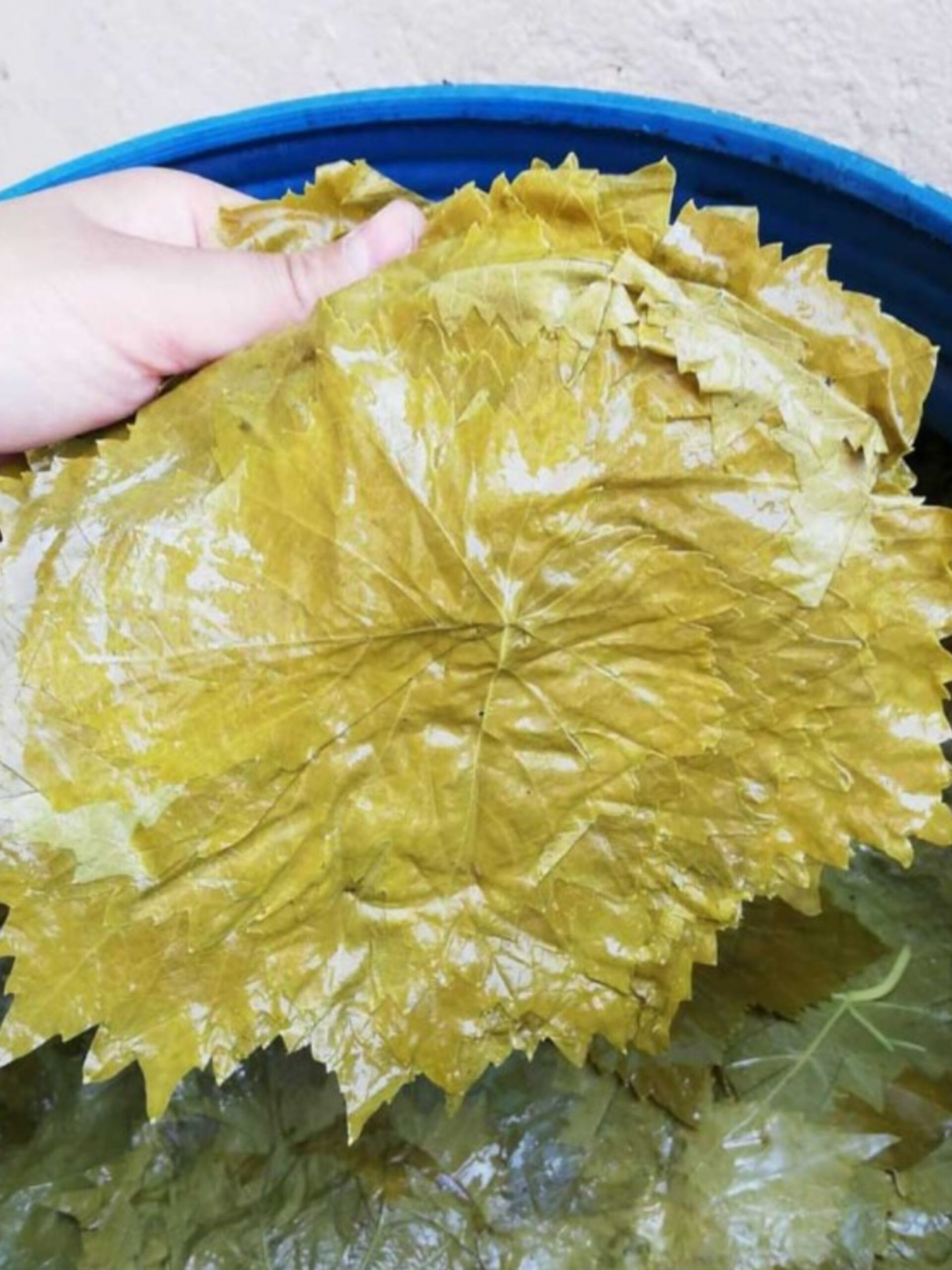 Salamura 3kg Weinblätter - Yaprak Sarma